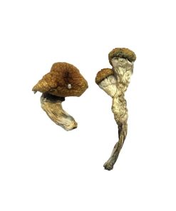 Alternative view of Amazonian Magic Mushrooms