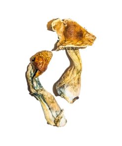 Alternative view of Blue Meanie Magic Mushrooms
