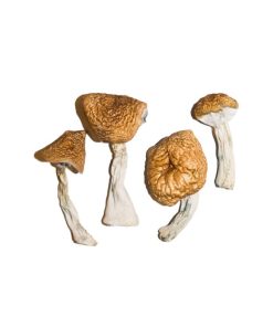 Alternative view of Burmese Magic Mushrooms