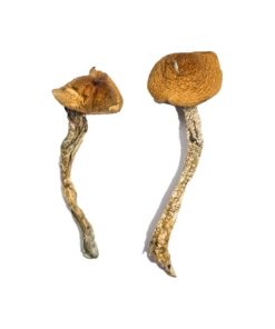 Alternative view of Tidal Wave Magic Mushrooms