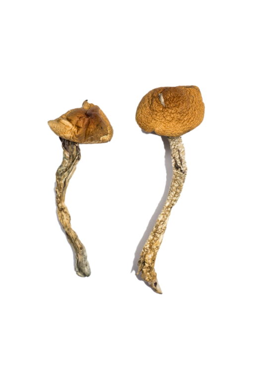 Daddy Long Legs Magic Mushrooms - Image 3