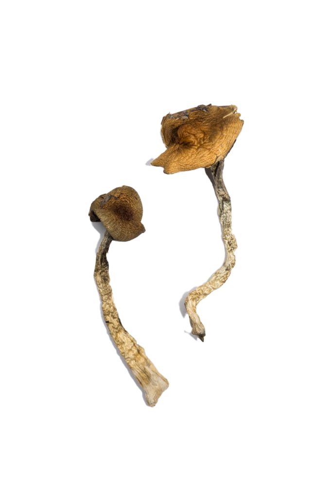Daddy Long Legs Magic Mushrooms - Image 4