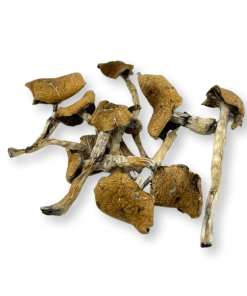 Alternative view of Escondido Magic Mushrooms