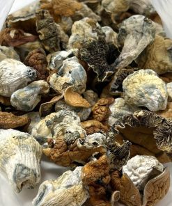 Alternative view of King Kong Magic Mushrooms