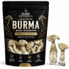 Leucistic Burma Magic Mushrooms