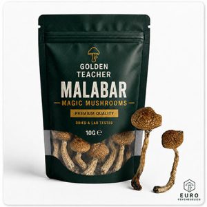 Malabar Magic Mushrooms