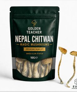 Nepal Chitwan Magic Mushrooms
