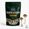 Psilocybe Aztecorum Magic Mushrooms