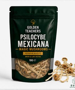 Psilocybe Mexicana Mushrooms