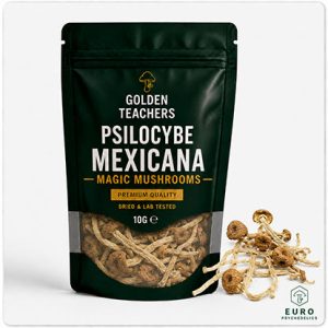 Psilocybe Mexicana Mushrooms