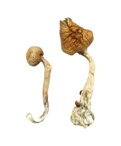 Alternative view of A+ Magic Mushrooms