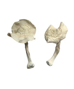 Alternative view of Albino Louisiana Magic Mushrooms