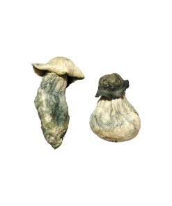 Alternative view of Albino Penis Envy Magic Mushrooms