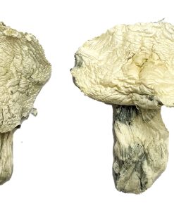 Alternative view of Albino Zilla Magic Mushrooms