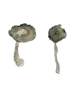Alternative view of APEX Magic Mushrooms