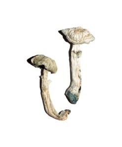 Alternative view of Avery’s Albino Magic Mushrooms