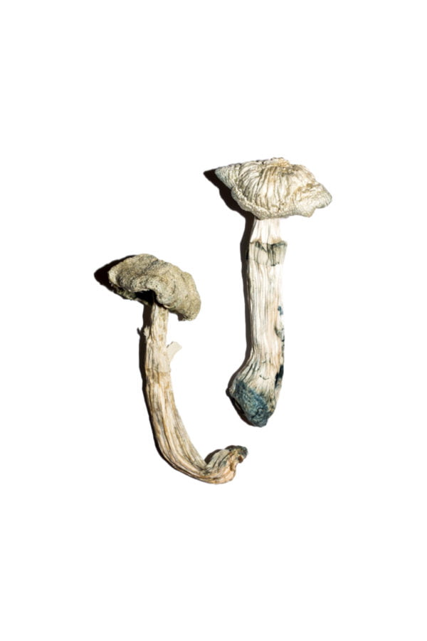 Avery’s Albino Magic Mushrooms - Image 2