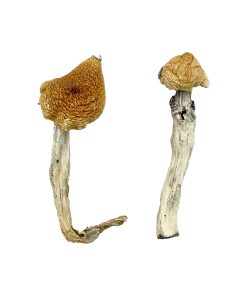 Alternative view of Aztec God Magic Mushrooms