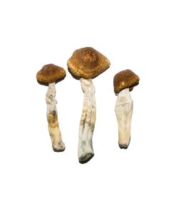 Alternative view of Brazilian Magic Mushrooms