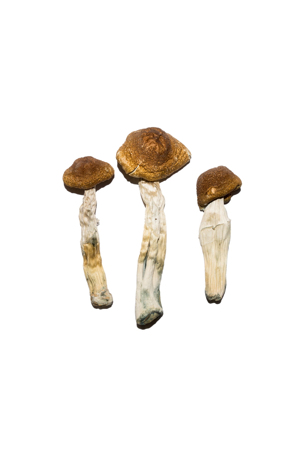 Brazilian Magic Mushrooms - Image 2