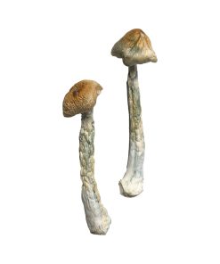 Alternative view of HillBilly Magic Mushrooms