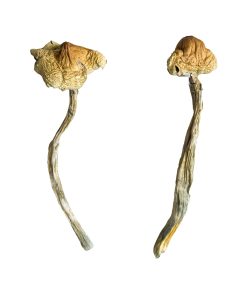 Alternative view of Huautla Magic Mushrooms
