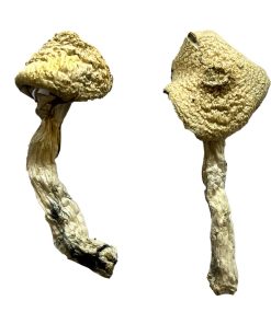 Alternative view of Jack Frost Magic Mushrooms