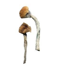 Alternative view of Jedi Mind Fuck Magic Mushrooms