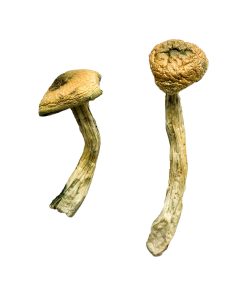 Alternative view of Jerry Garcia Magic Mushrooms