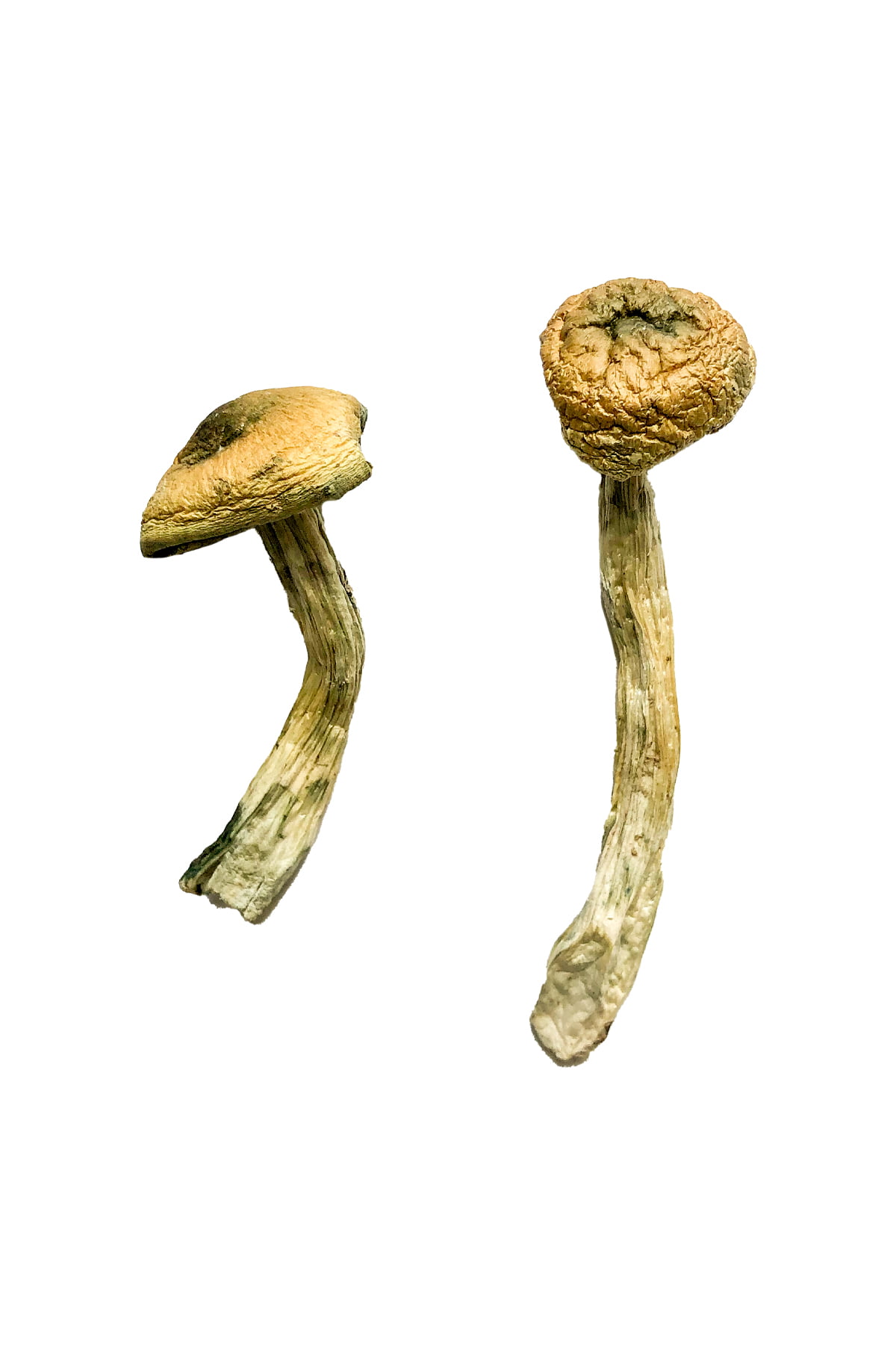 Jerry Garcia Magic Mushrooms - Image 2