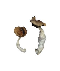 Alternative view of Koh Samui Magic Mushrooms