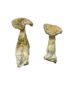Alternative view of Leucistic Burma Magic Mushrooms