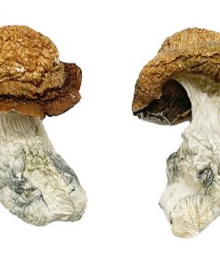 Alternative view of Makilla Gorilla Magic Mushrooms