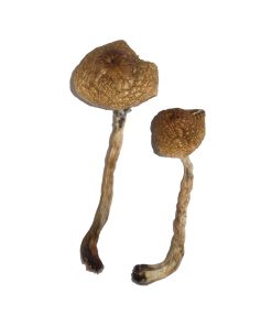 Alternative view of Malabar Magic Mushrooms