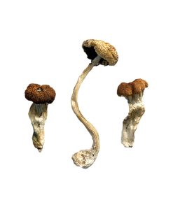 Alternative view of Malaysian Magic Mushrooms