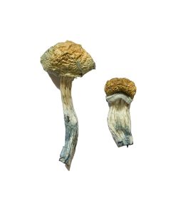 Alternative view of Mazatapec Magic Mushrooms
