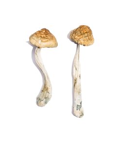 Alternative view of McKennaii Magic Mushrooms