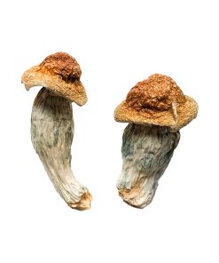 Alternative view of Melmac (Homestead Penis Envy) Magic Mushrooms