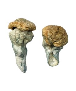 Alternative view of Mystery Fatass Magic Mushrooms