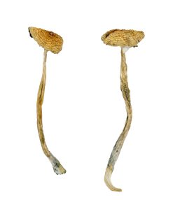 Alternative view of Nepal Chitwan Magic Mushrooms
