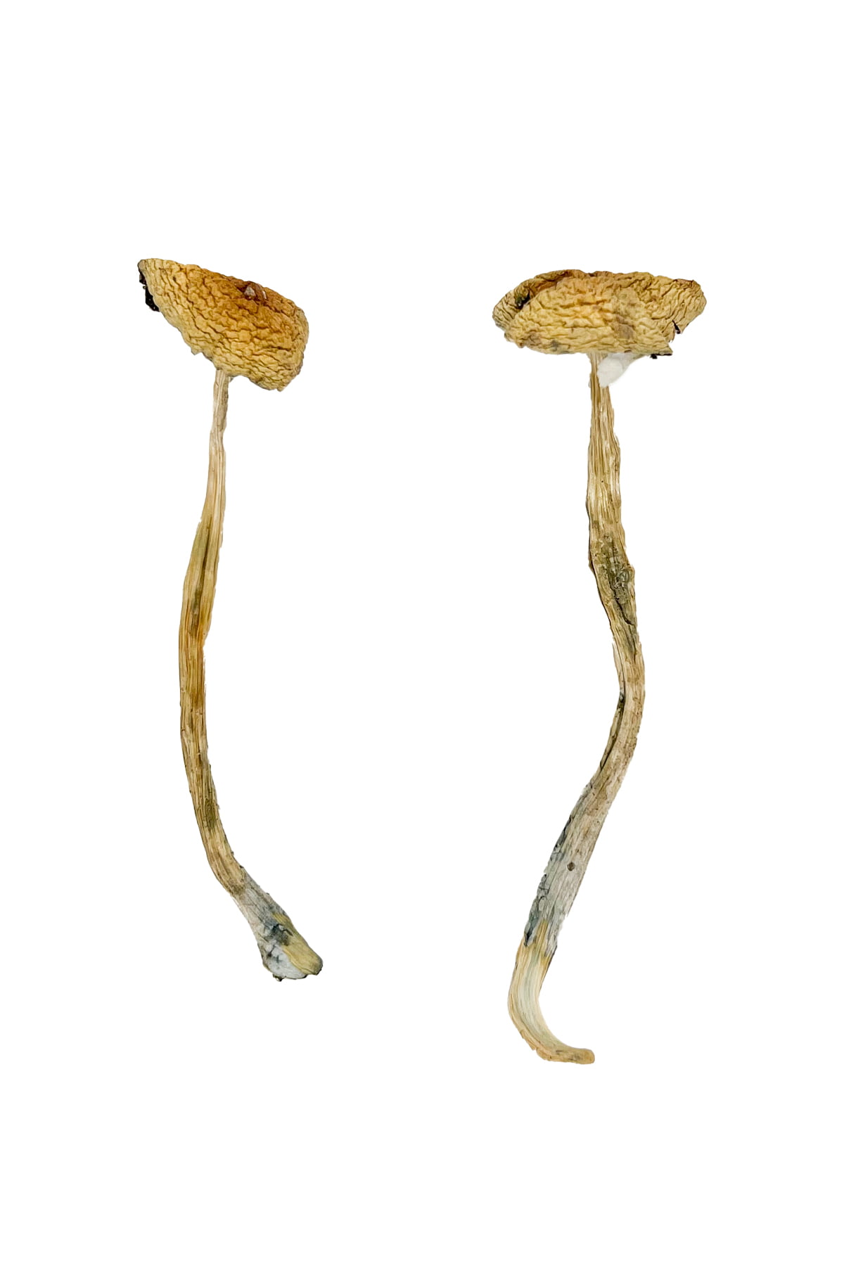 Nepal Chitwan Magic Mushrooms - Image 2