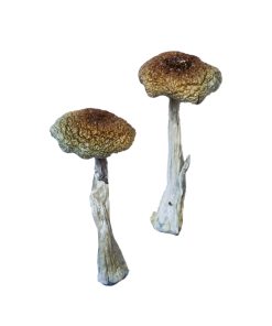 Alternative view of Psilocybe Aztecorum Magic Mushrooms