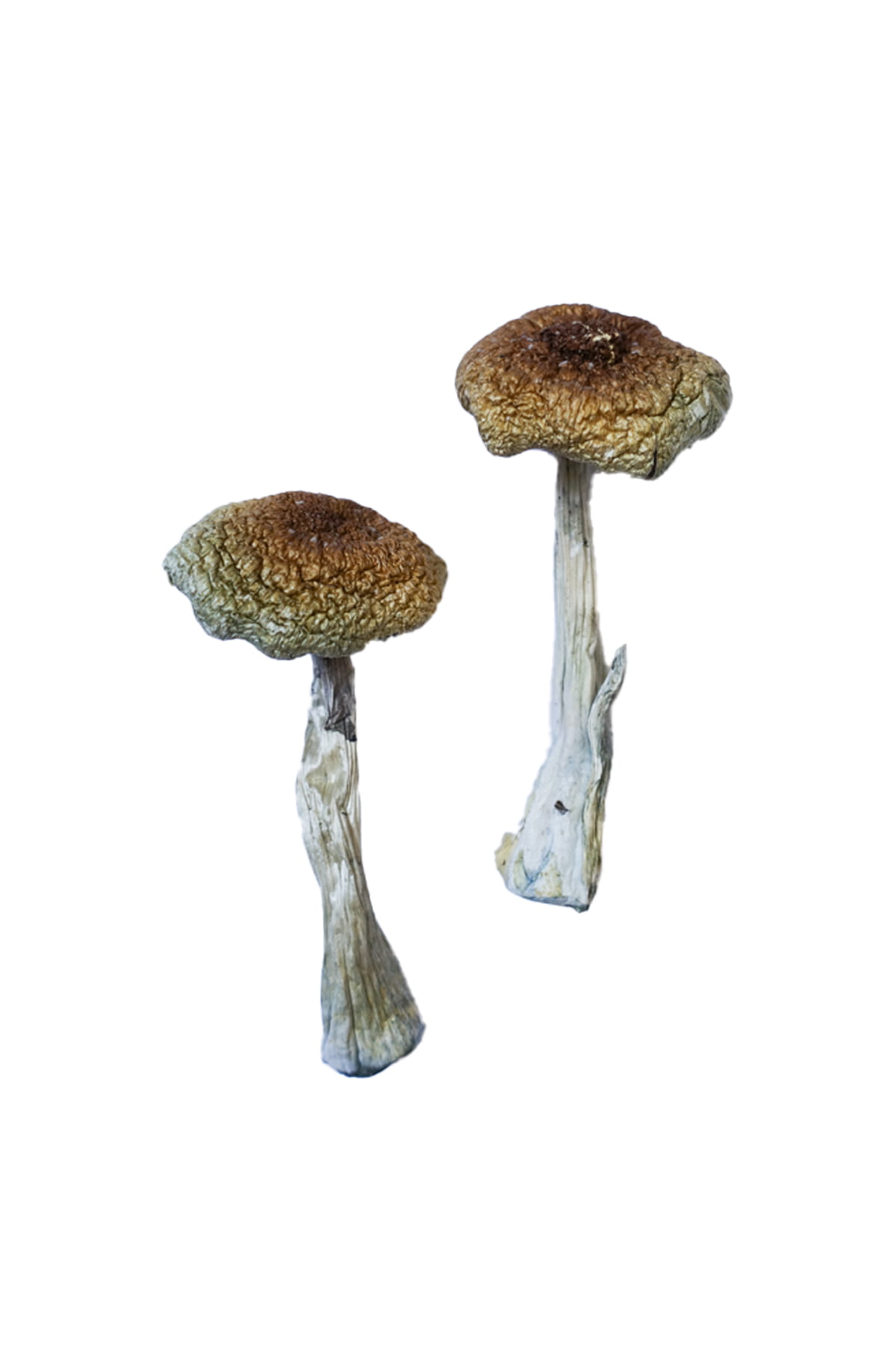 Psilocybe Aztecorum Magic Mushrooms - Image 2