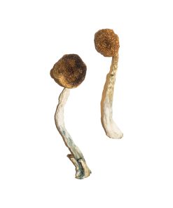 Alternative view of Treasure Coast Magic Mushrooms