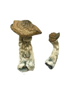 Alternative view of Tri-Colour Ecuadorian Magic Mushrooms