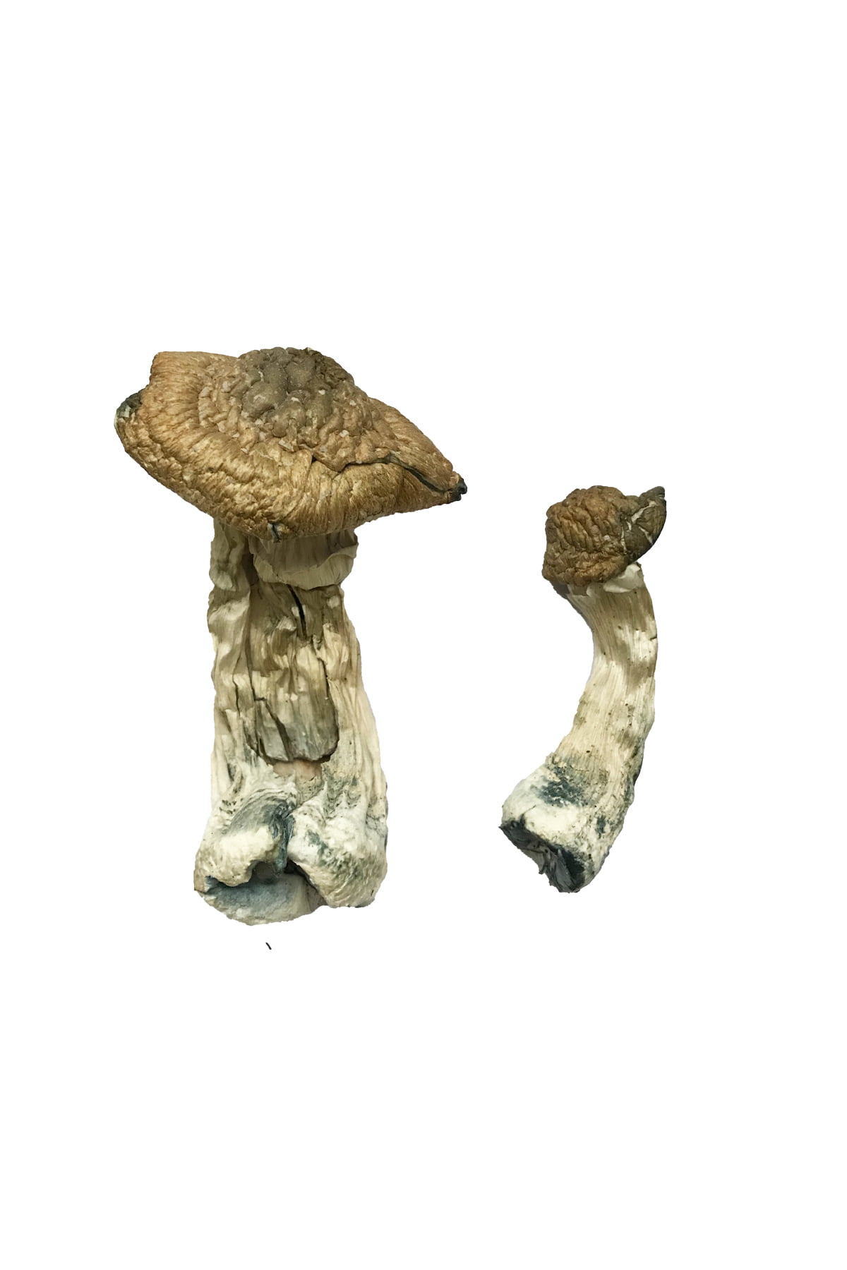 Tri-Colour Ecuadorian Magic Mushrooms - Image 2