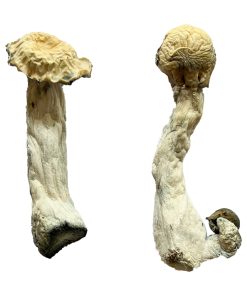 Trinity Magic Mushrooms