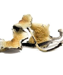 Alternative view of Daddy Long Legs Magic Mushrooms
