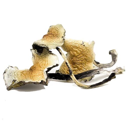 Daddy Long Legs Magic Mushrooms - Image 2
