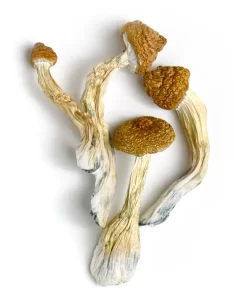 Goldmember Shrooms